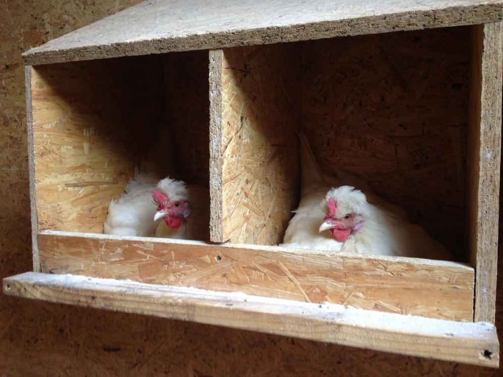 Brütende weiße Altsteirer Hennen im Nest
