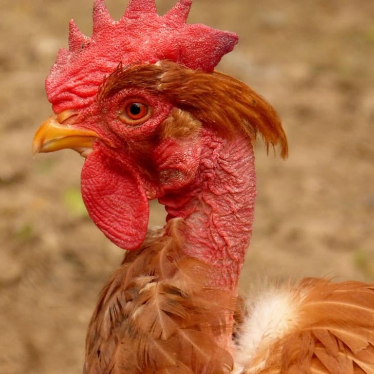 Kopf und Hals des Nackthalshuhns