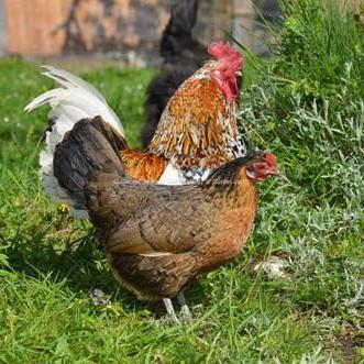 Steinhendl Hahn und Henne - Bildquelle: Günter Jaritz