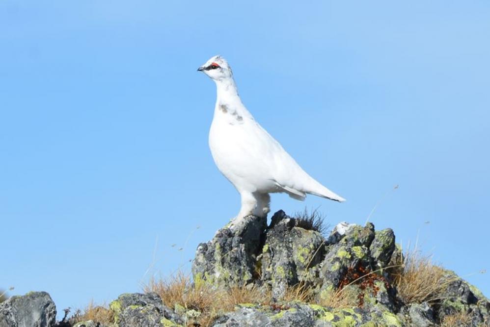 Alpenschneehuhn im Winterkleid